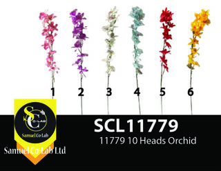 11779 10 Heads Orchid