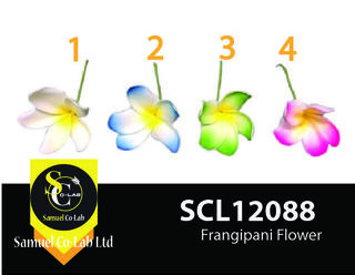 12088 Frangipani Flower each