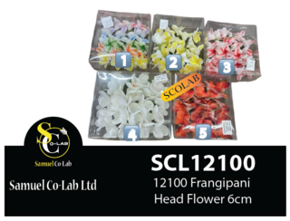 12100 - Frangipani Head Flower 6cm 24 Pieces Box