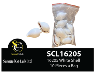 16205 White Shell x10 Pieces a Bag