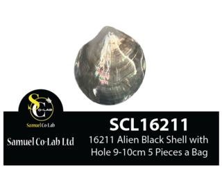 16211 Parau Shell with Hole 9-10cm x5 Pieces a Bag