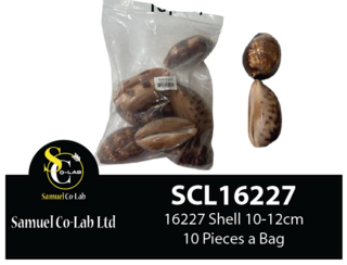 16227 Shell 10-12cm x10 Pieces a Bag