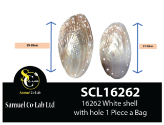 16262 White shell with hole 19cm x1 Piece a Bag