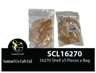 16270 Shell 5cm x5 Pieces a Bag