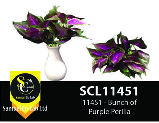 11451 - Bunch of Purple Perilla